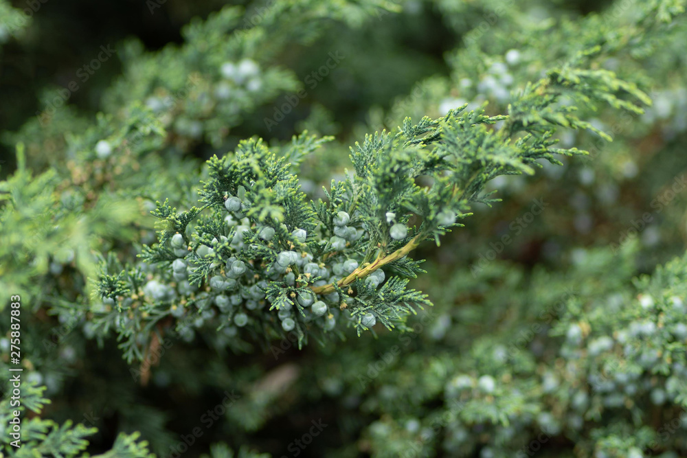 Photo of green plant texture in soft focus Photo of green plant texture in soft focus