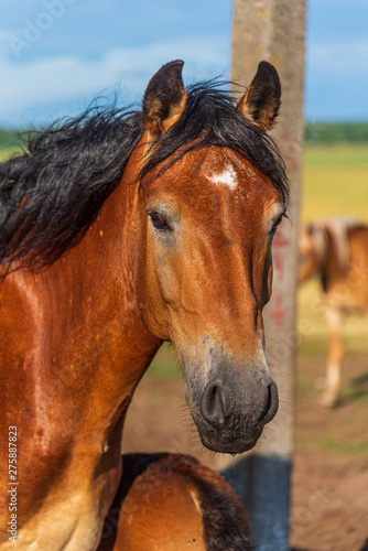 Portrait of a horse close up. Photographed in the open air. © shymar27