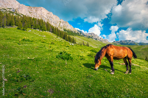 Summer alpine landscape with mountains and grazing horse, Carpathians, Romania