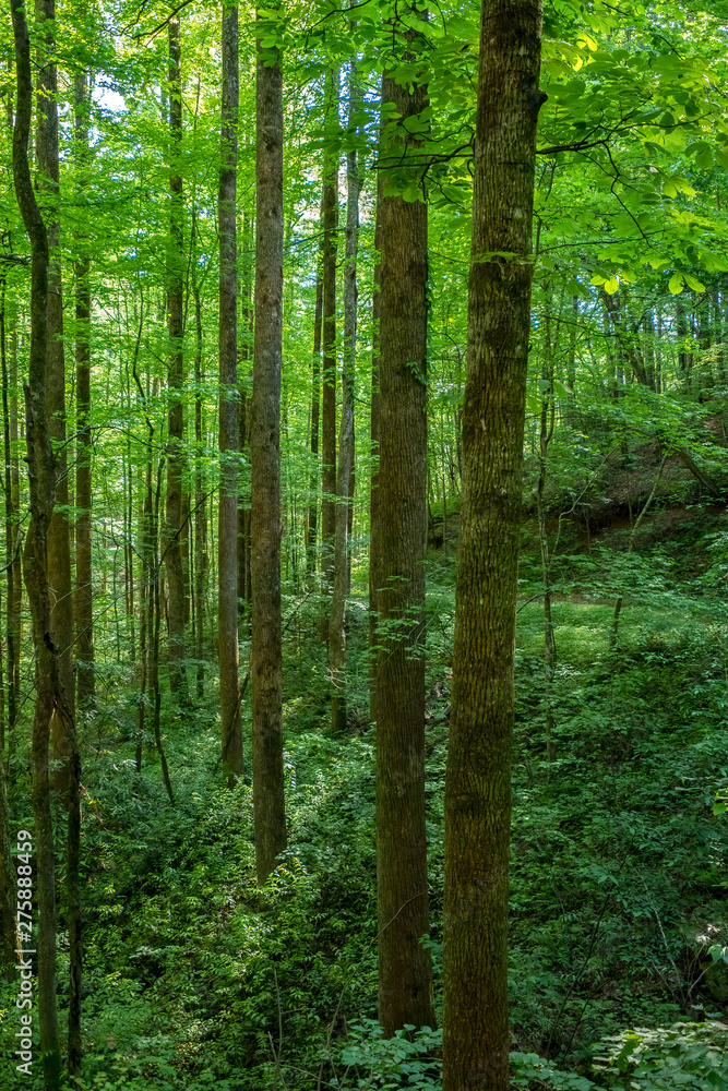 The Forest of Jocassee Gorges Wilderness Area, South Carolina The Forest of Jocassee Gorges Wilderness Area, South Carolina