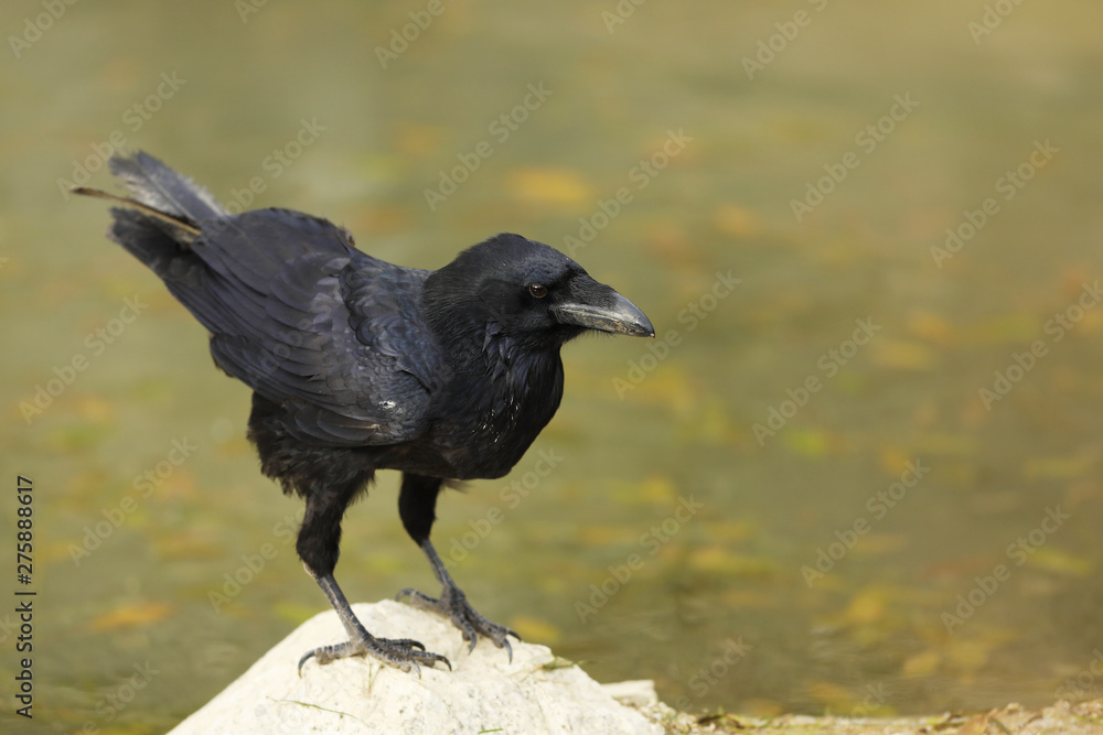 Common raven - Corvus corax - symbol in mythology Common raven - Corvus corax - symbol in mythology