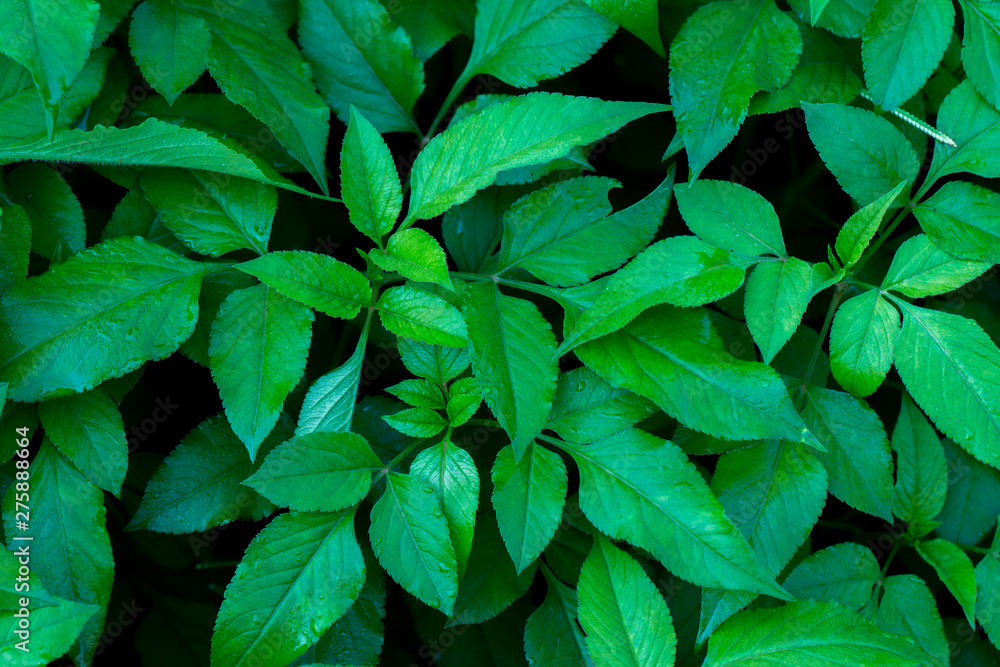 Green leaves background in dark light eco concept image or refreshment concept background Green leaves background in dark light eco concept image or refreshment concept background