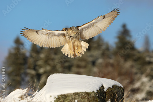 Eastern Siberian Eagle Owl land on rock hillock. Winter scene with majestic rare owl. Bubo bubo sibiricus