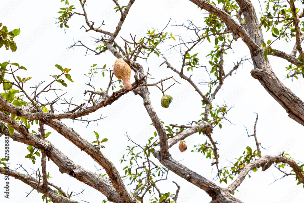 Dipterocapus intricatus Dyer. The large tree has few leaves.There are Weaver Bird nest hanging on the branch. And white background of the sky. Dipterocapus intricatus Dyer. The large tree has few leaves.There are Weaver Bird nest hanging on the branch. And white background of the sky.