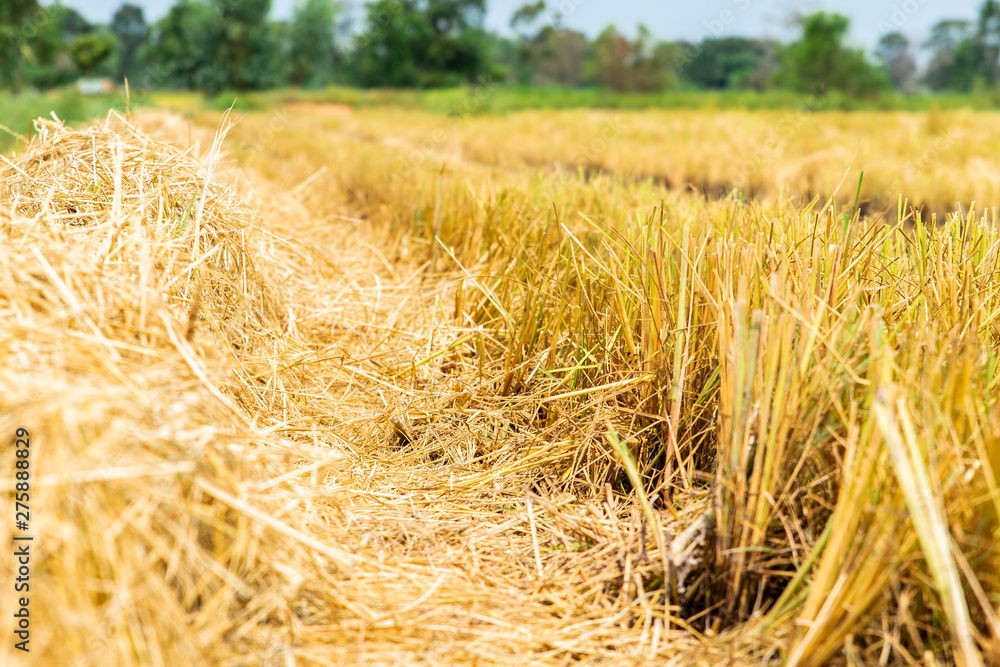 Traces of harvesters on rice stubble. After the harvest is complete. Traces of harvesters on rice stubble. After the harvest is complete.