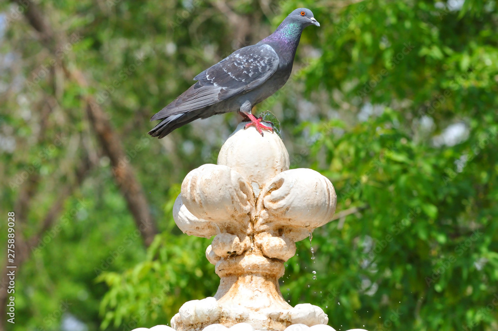 Naklejka premium Dove drinks water from the fountain summer day