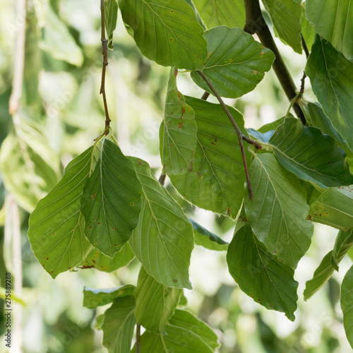 Fagus sylvatica f. pendula - Le hêtre pleureur aux branches ondoyantes et garnis de feuilles soyeuses et lustrées en été