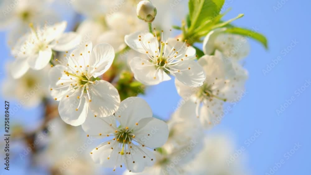 branches of flowering fruit trees, cherry blossom. farm garden. Blue sky. branches of flowering fruit trees, cherry blossom. farm garden. Blue sky.