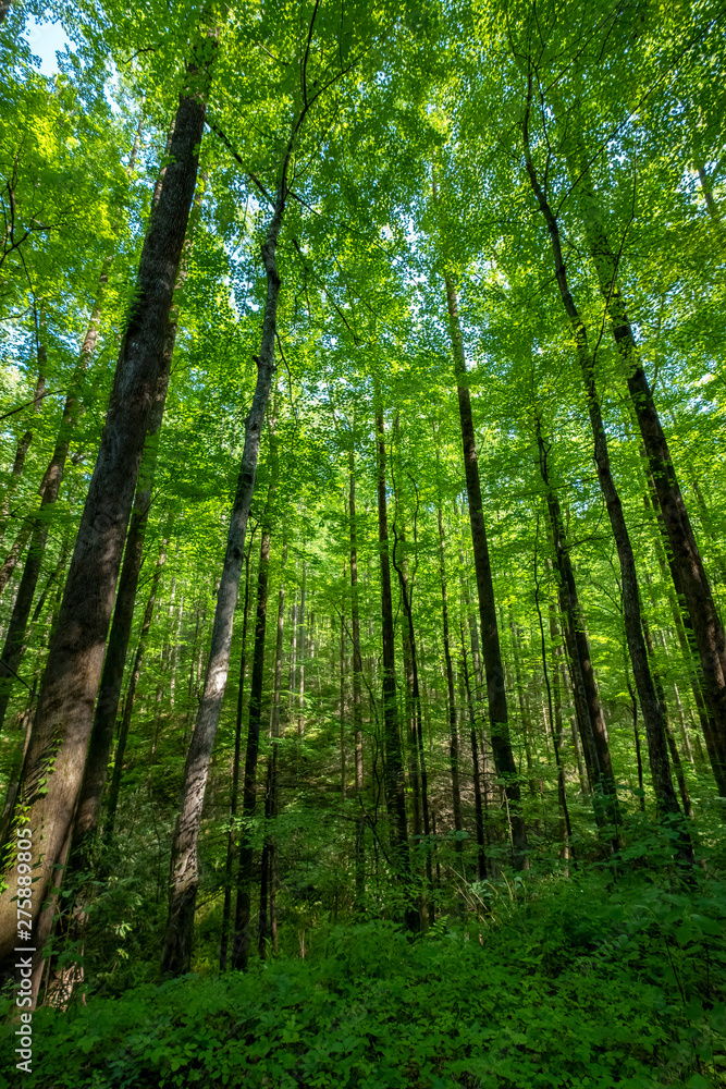 The Forest of Jocassee Gorges Wilderness Area, South Carolina The Forest of Jocassee Gorges Wilderness Area, South Carolina