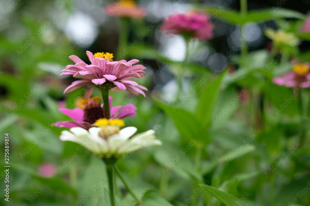 purple flowers in the garden