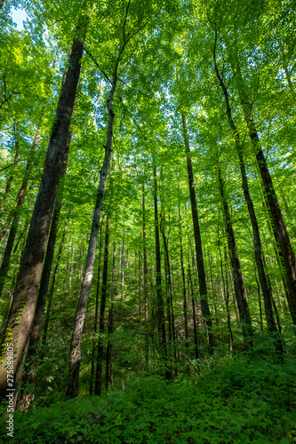 The Forest of Jocassee Gorges Wilderness Area  South Carolina