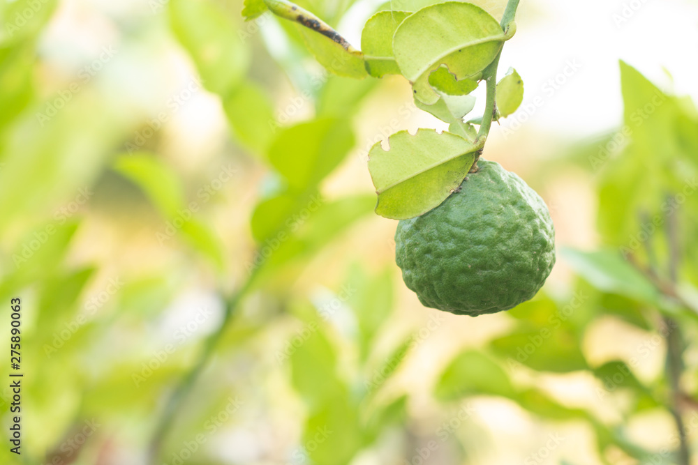 Kaffir Lime fruits on plant with green natural background