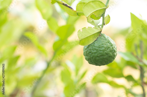 Kaffir Lime fruits on plant with green natural background