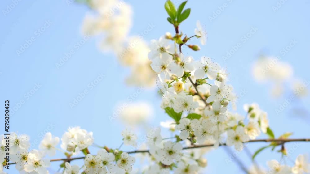 branches of flowering fruit trees, cherry blossom. farm garden. Blue sky. branches of flowering fruit trees, cherry blossom. farm garden. Blue sky.