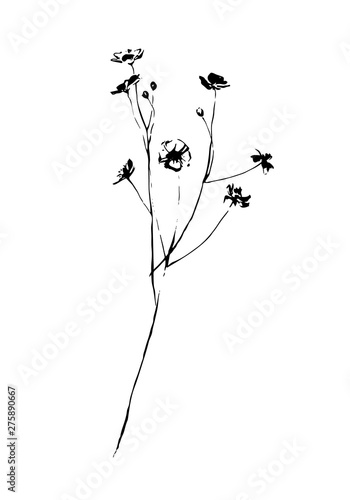 Hand drawn wild flower. Outline plant painting by ink pen. Sketch or doodle style botanical vector illustration. Black isolated on white background