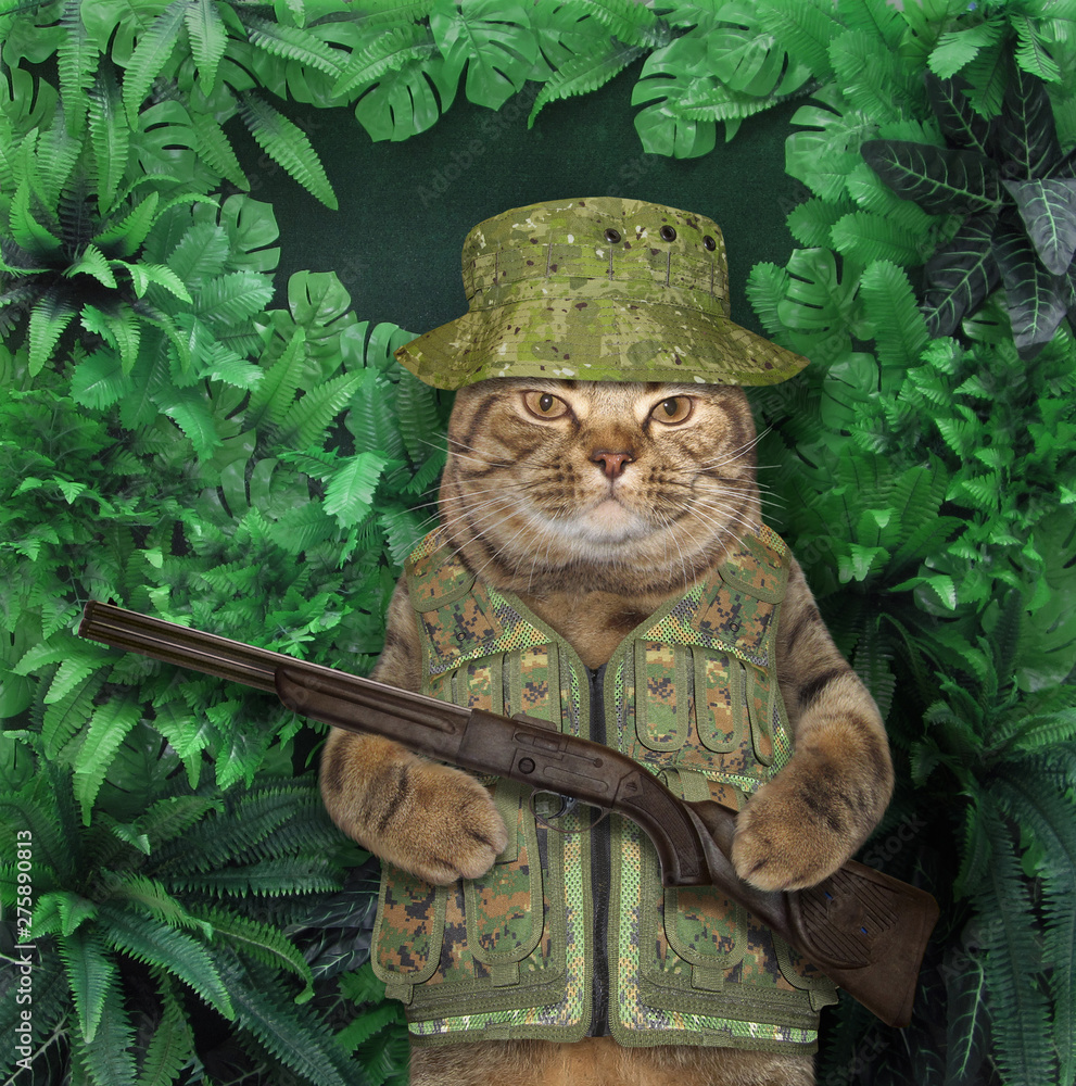 Cat In Army Uniform