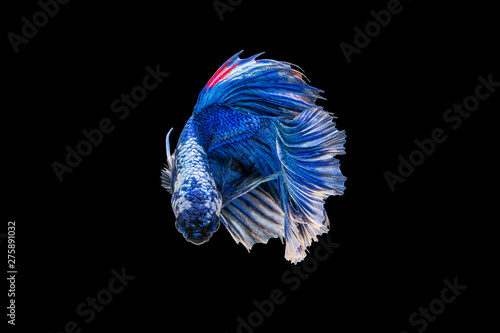 The moving moment beautiful of blue siamese betta fish or fancy betta splendens fighting fish in thailand on black background. Thailand called Pla-kad or half moon biting fish.