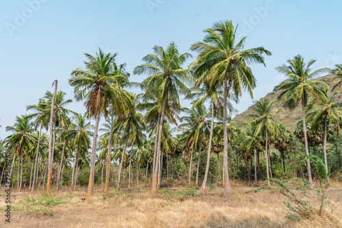 coconut trees plantation in a sequence at formal garden land looking awesome with mountain background.