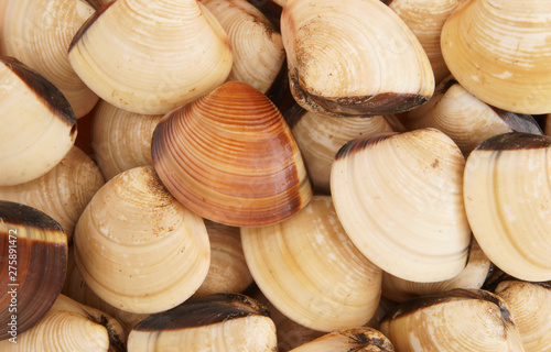  Fresh clam seashells