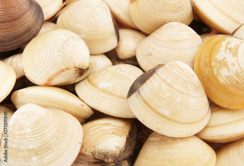 Fényképezés Raw seashells background, clams