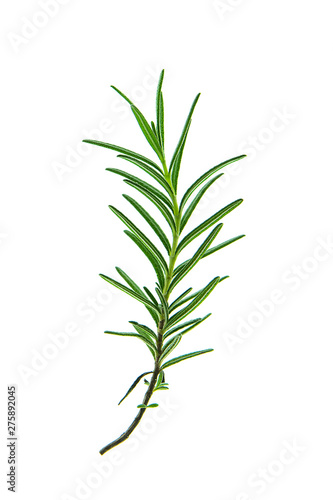 Close up of Rosemary plant