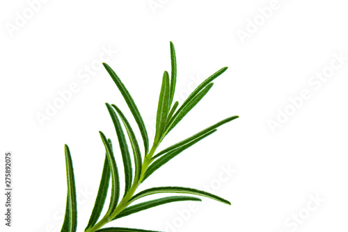 Fototapeta Naklejka Na Ścianę i Meble -  Close up of Rosemary plant