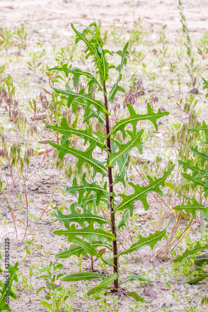 Naklejka premium Green Lactuca Serriola, also called prickly lettuce, milk thistle, compass plant and scarole, growing in the sand