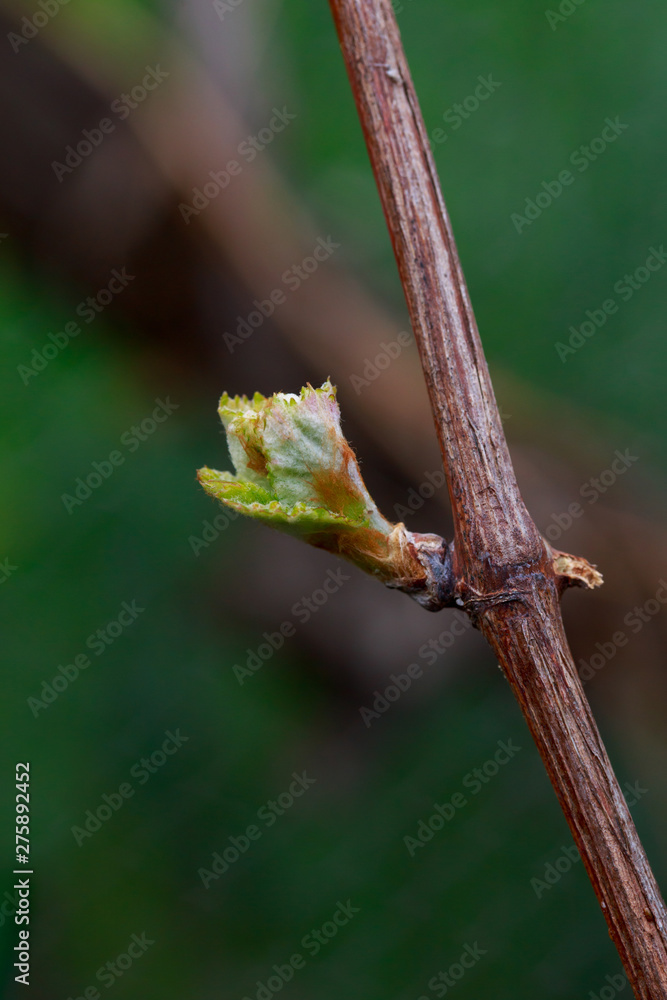 Fototapeta premium sprout of grapes