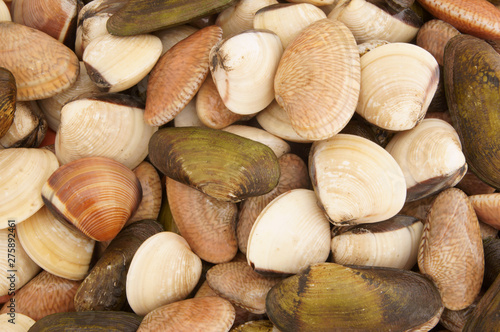 Mixed raw seashells  seafood background