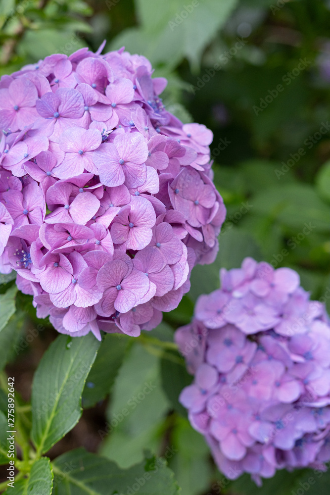 Hydrangea macrophylla Hydrangea macrophylla