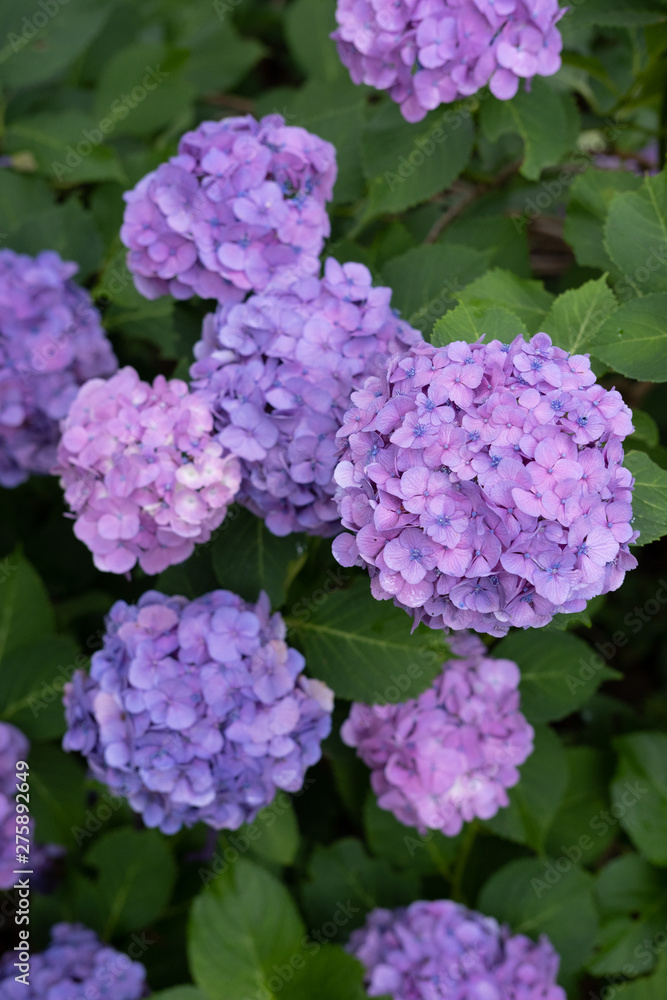Hydrangea macrophylla Hydrangea macrophylla