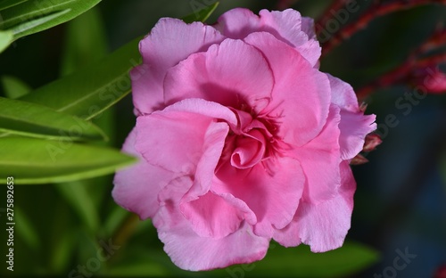 Gorgeous pink oleander flower with green leaves in our garden.