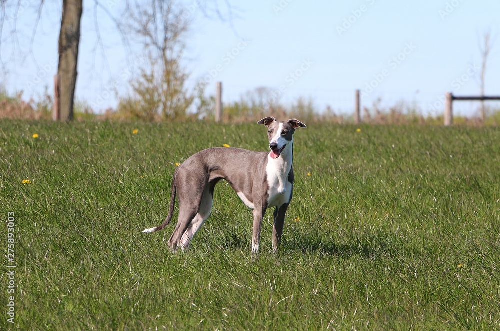 beautiful whippet is standing in the park beautiful whippet is standing in the park