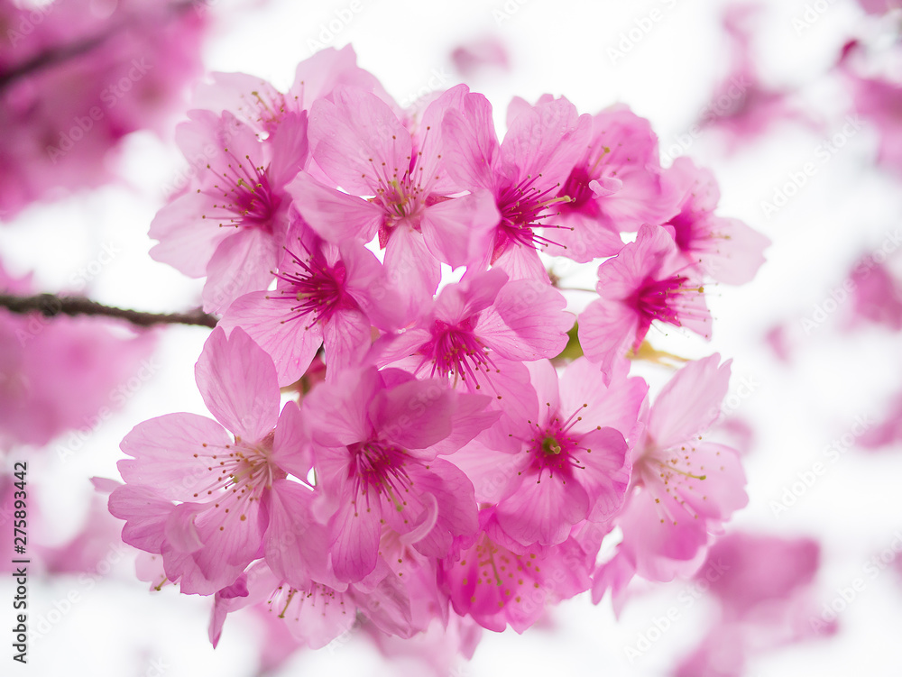 Fototapeta premium Sakura Flower Background in Japan