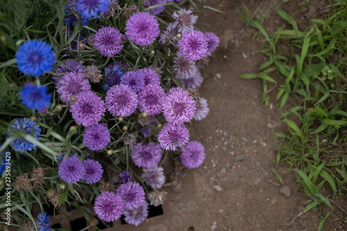 purple flowers in the garden