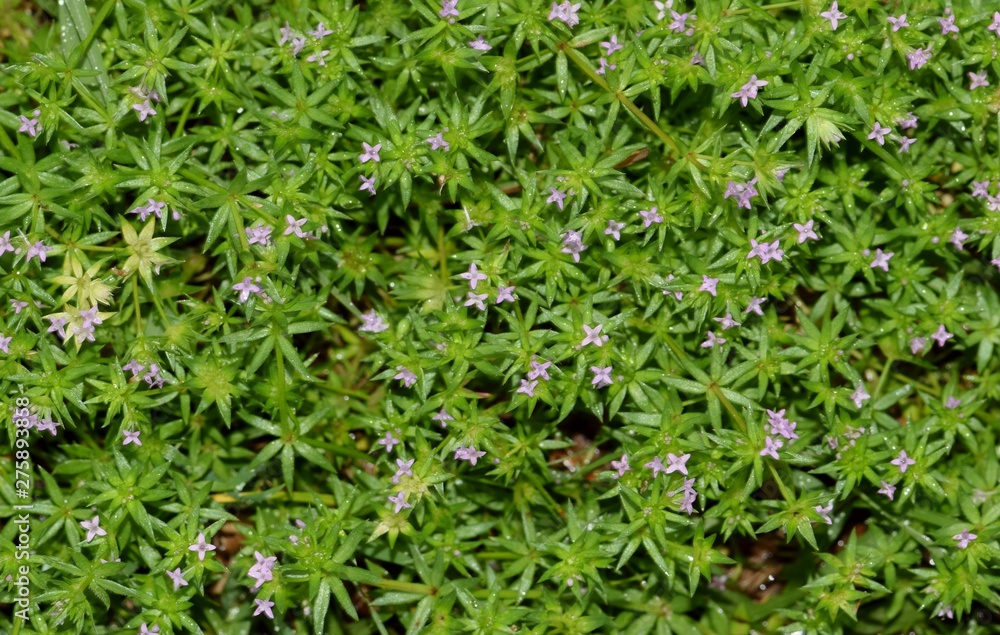 Blue Fieldmadder (Sherardia arvensis) ground cover displaying its tiny purple flowers. These weeds are annual herbs and are quite common worldwide. Blue Fieldmadder (Sherardia arvensis) ground cover displaying its tiny purple flowers. These weeds are annual herbs and are quite common worldwide.