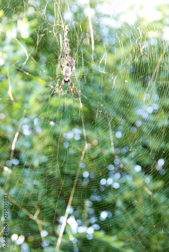 Golden Orb Spider and Web
