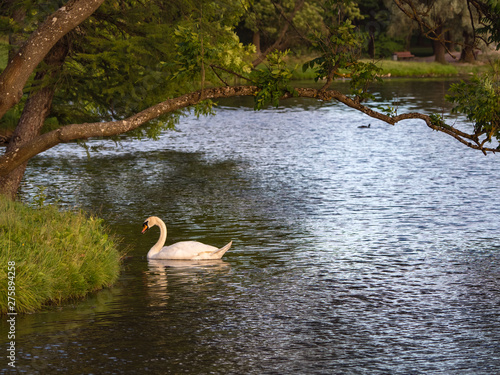 White Swan on the pond. Birds in their natural environment