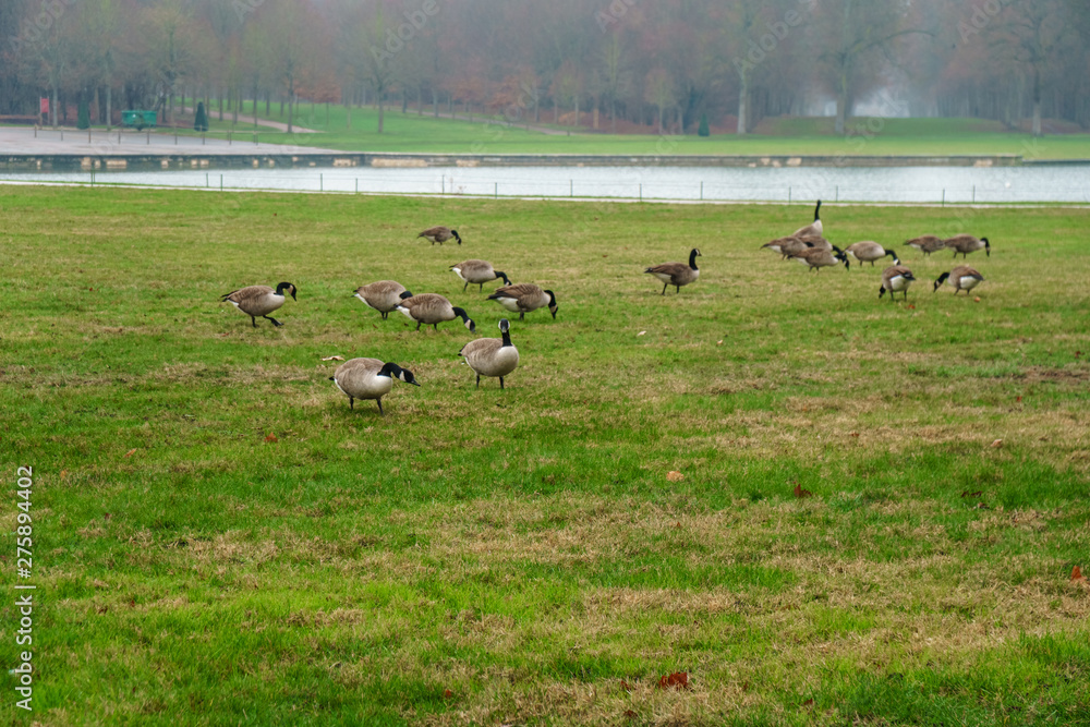 Geese in the park of Versailles eating green grass. Geese in the park of Versailles eating green grass.