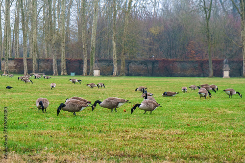 Geese in the park of Versailles eating green grass.
