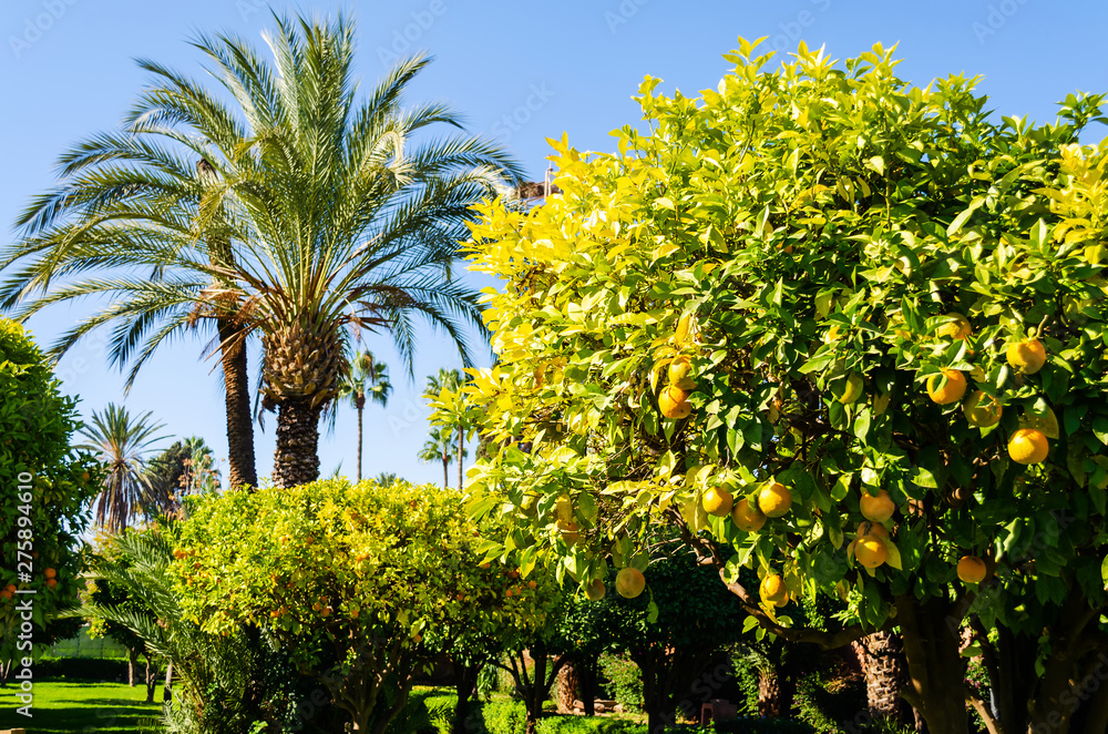 Beautiful parks and gardens in Marrakesh. Morocco. Palm and orange trees. Sights.