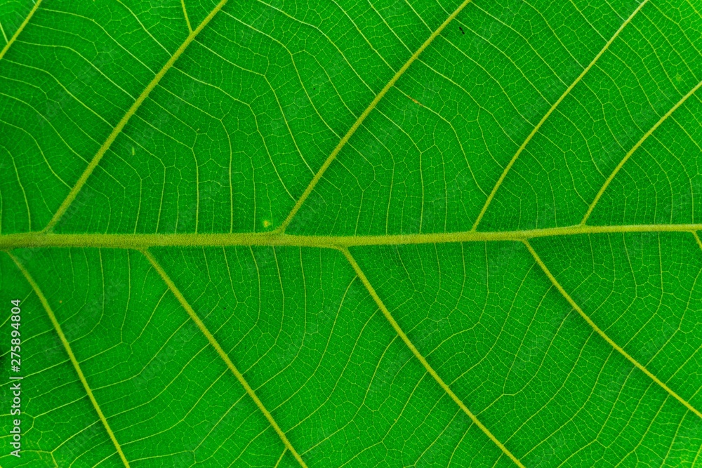 Green leaf texture background. Green leaf texture background.