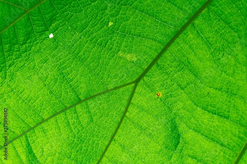 Beautiful green leaf texture of background.
