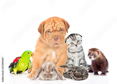 Large group of pets together in front view. Isolated on white background