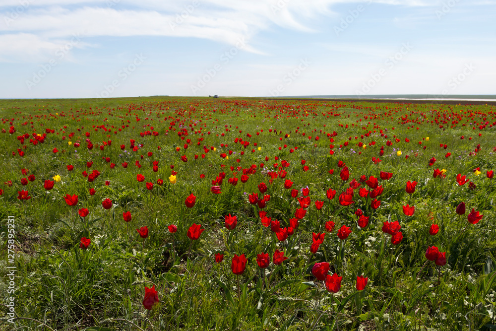 Field of wild red and yellow tulips in green spring steppe under the blue sky in Kalmykia