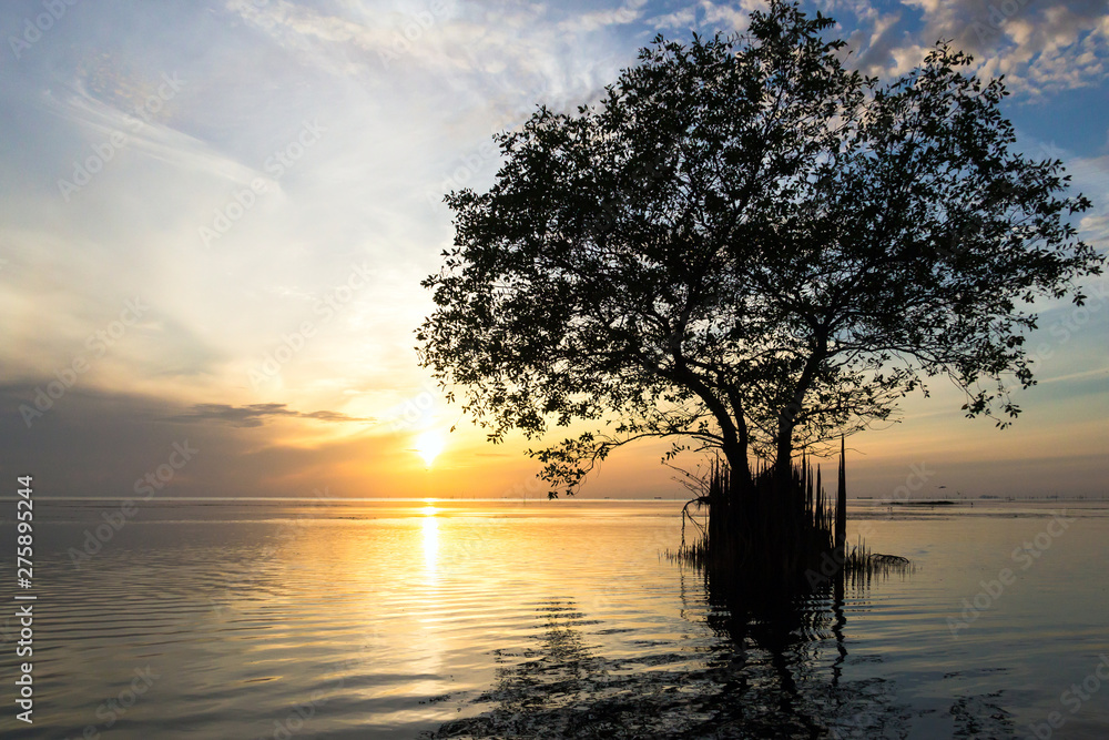 Silhouette of Mangrove apple tree with beautiful sunrise sky background, Cork tree