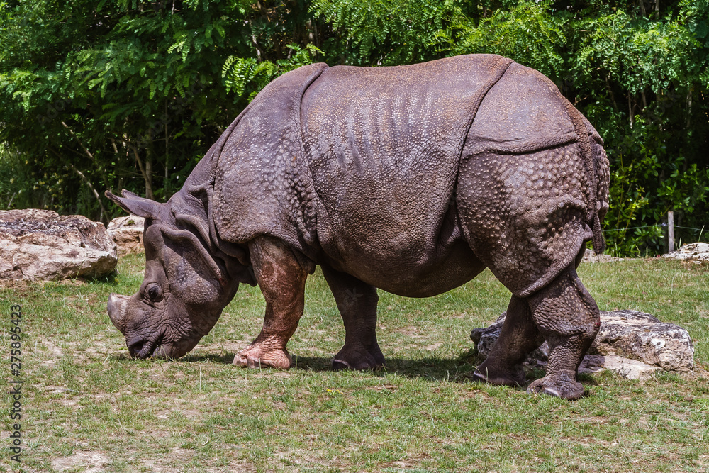 Zoo de la Flèche - Rhinocéros Indien Unicornis Zoo de la Flèche - Rhinocéros Indien Unicornis