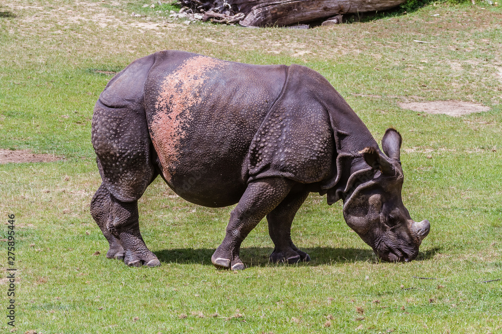 Fototapeta premium Zoo de la Flèche - Rhinocéros Indien Unicornis
