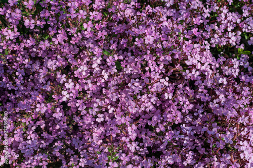 Ogrodowe wieloletnie kwiaty. byliny