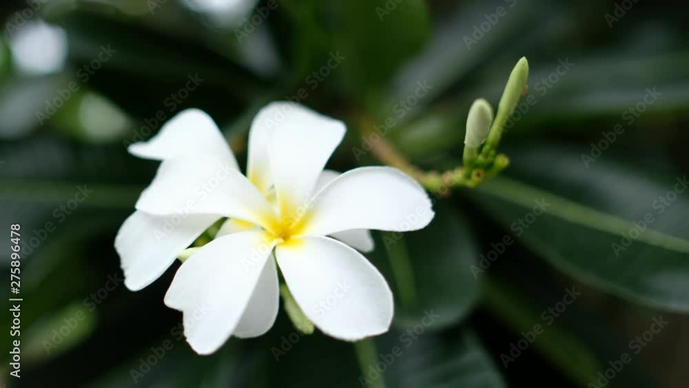 beautiful flower background, colorful nature beautiful flower background, colorful nature